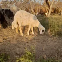 کاور بره سنجابی