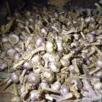 سیر|خوردنی و آشامیدنی|پارس‌آباد, |دیوار