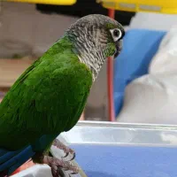 انواع پرنده و وسایل پرنده