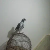 کبوتر یا کفتر جوجه مقلف|پرنده|قم, نوبهار|دیوار