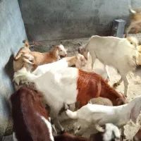 سلام 10 تا کهره نر و ماده