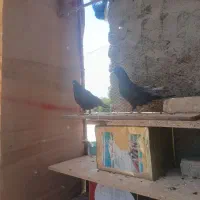 کبوتر|پرنده|اصفهان, قلعه جوم|دیوار