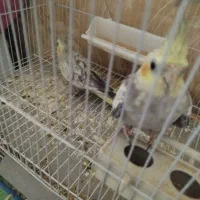 طوطی عروس|پرنده|بندر ماهشهر, |دیوار