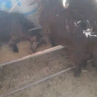 سلام بز سرحال|حیوانات مزرعه|خاش, |دیوار