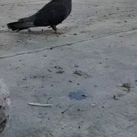 کبوتر آبادانی سرخ وسیاه وکله سرخ