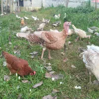 فروش مرغ وخروس وبوقلمون بالغ|حیوانات مزرعه|لنگرود, |دیوار