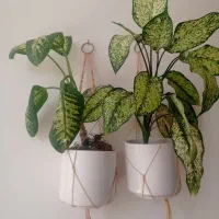 گل و گیاه آپارتمانی مناسب  ویلا بنگاه اداره