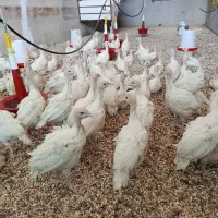 بوقلمون بیوتی