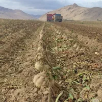 چغندر قندجوین|خدمات باغبانی و درختکاری|نیشابور, شهرک فیروزه|دیوار