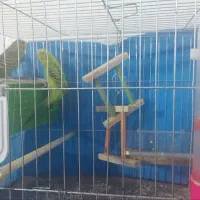 یک جفت مرغ عشق با کلیه تجهیزات|پرنده|قزوین, |دیوار