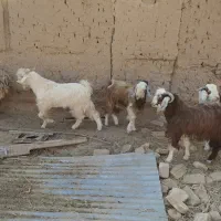 بزغاله نر