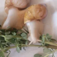 حلزون درمانی