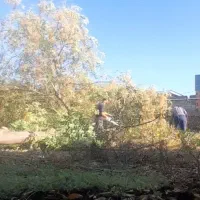 خریدچوب باغی شاخه از۲تا۸تومن|خدمات باغبانی و درختکاری|گرگان, |دیوار