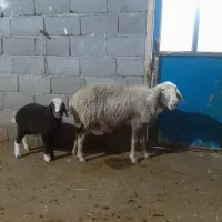 گوسفندوبره|حیوانات مزرعه|سرپل ذهاب, |دیوار