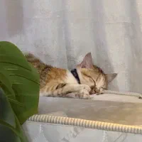 واگذاری بچه گربه|گربه|کرمانشاه, |دیوار