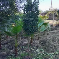 گل یوکا وپیوندی یاس هلندی و ژینگو|گل و گیاه طبیعی|رودسر, |دیوار