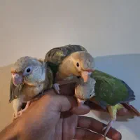 خرید فروش انواع طوطی سامان