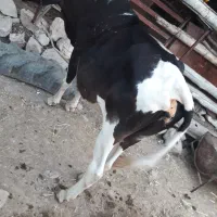 گاو دورگ