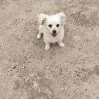 سگ پاکوتاه پشمالو