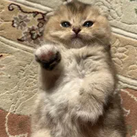 اسکاتیش بلک گلد|گربه|مشهد, شفا|دیوار