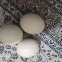 پسته تخم شتر مرغ