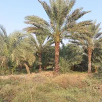 هرس درخت خرما|خدمات باغبانی و درختکاری|جیرفت, |دیوار