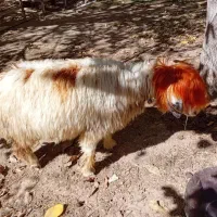 میش روزگاری