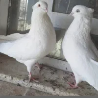 کبوتر سفید|پرنده|تبریز, |دیوار