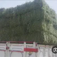 بیده انباری خشک