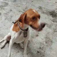 پوینتر انگلیسی ماده