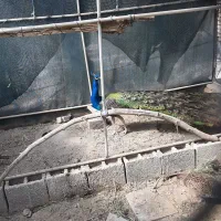 طاووس هندی|پرنده|هندیجان, |دیوار