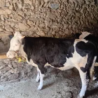گاو