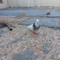 کبوتر طوقی سالم سرحال بدون پر اضافی نر و ماده جفت|پرنده|کرمانشاه, |دیوار