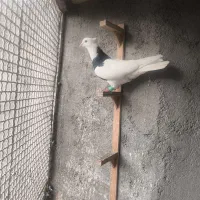 یک طوقی سیاه ویک پلنگ اوقون هردو نر