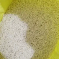 برنج هاشمی محلی امسال