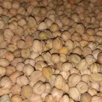 نخودمحلی کوهرنگ ارگانیک