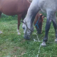 اسب|اسب و تجهیزات اسبسواری|کازرون, |دیوار