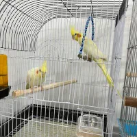 عروس هلندی|پرنده|سلطانیه, |دیوار