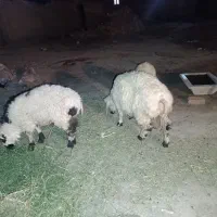 دوعددبره وطنی چاق هستن مخصوص قربانی