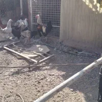 معاوضه قو غاز|حیوانات مزرعه|کرج, کمال‌شهر|دیوار