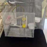 عروس هلندی نروماده