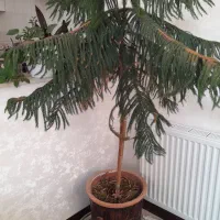 گل کاج مطبق بزرگ