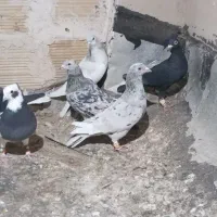 کبوتر پرشی|پرنده|شیراز, کوشک میدان|دیوار