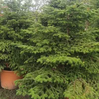 ۵نفر کارگر دایمی