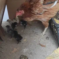 مرغ با جوجه گلین