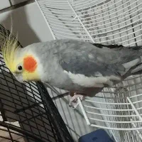 جوجه عروس هلندی نر