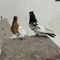 کبوتر کله سیاه و زرد