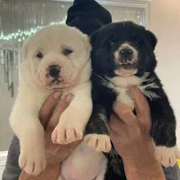 سگ آلابای سگ ماستیف روسی