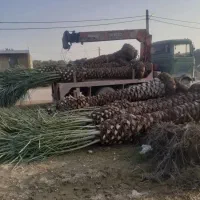 فروش انواع درخت نخل با قیمت مناسب|خدمات باغبانی و درختکاری|آران و بیدگل, |دیوار