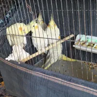 عروس هلندی و فنج کینگ|پرنده|الوند, |دیوار